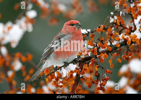 Male Pine Grosbeak Perched in Siberian Crab Apple Tree Berries with Snow Stock Photo