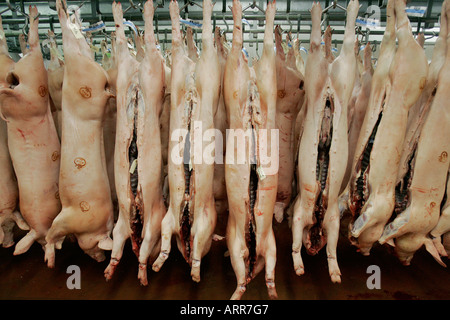 Abattoir carcasses dead meat pig agriculture livestock bacon chiller beef sides slaughter house carcass farming food farm Stock Photo