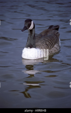 A Canada Goose floating on calm water Stock Photo