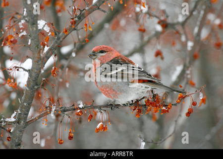 Male Pine Grosbeak Perched in Siberian Crab Apple Tree Berries with Snow Stock Photo