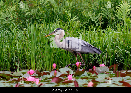 Great Blue Heron in Pink Water Lilies Stock Photo