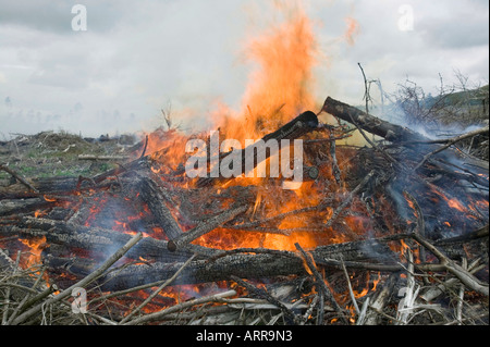 a forest fire near Egremont, Cumbria, UK Stock Photo