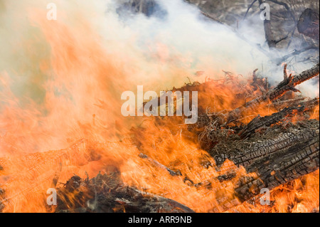 a forest fire near Egremont, Cumbria, UK Stock Photo