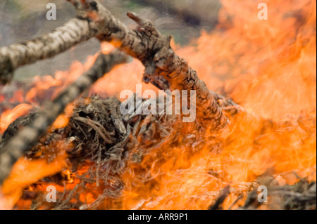 a forest fire near Egremont, Cumbria, UK Stock Photo