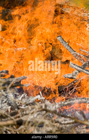 a forest fire near Egremont, Cumbria, UK Stock Photo