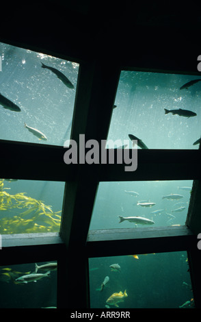 Retro image of Summer time fun along Seattle waterfront with Puget Sound and Seattle Aquarium Puget Sound from underwater viewing Washington Stock Photo