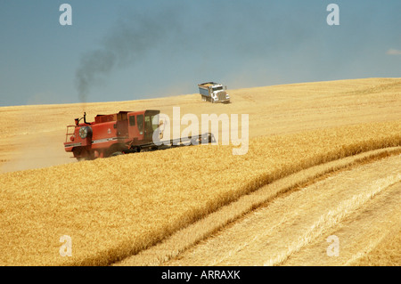 combine harvesting wheat crops in the rolling hills of the Palouse area of southeastern Washington Stock Photo