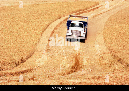 a farm truck with a load of wheat in the rolling hills of the Palouse area of southeastern Washington state summer 2006 Stock Photo