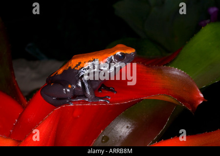 Poison dart frog (Dendrobates galactonotus), Brazil Stock Photo