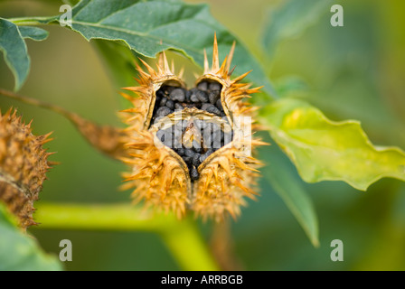 fruit  of DATURA stramonium L jimsonweed Stechapfel seedhead seed head sticky bush tree afrika Stock Photo