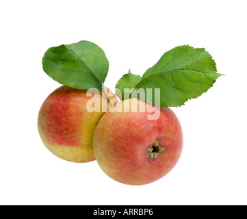 2 two fresh hand-picked harvested apples Jakob Fischer Jacob Fisher with gree leaves leaf CUTOUT Stock Photo