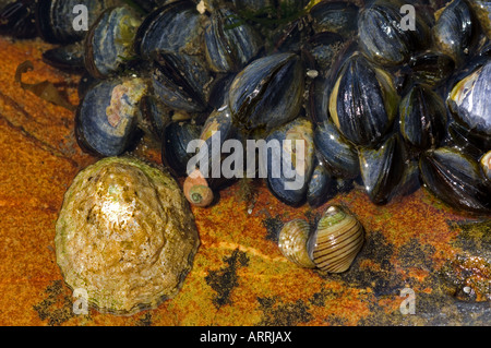 Rock Pool with Common Limpet (Patella vulgata), Common Mussels (Mytilus edulis) and Black-lined Periwinkle