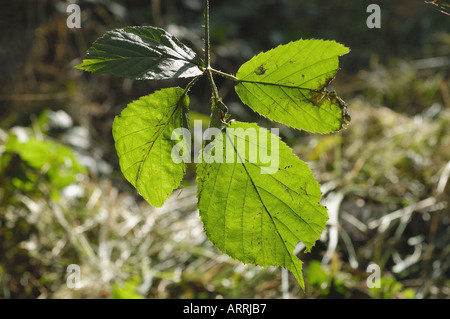 BACKLIT LEAF Stock Photo