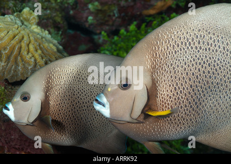 nr0642D. Gray Angelfish, Pomacanthus arcuatus. Belize Caribbean Sea. Photo Copyright Brandon Cole Stock Photo