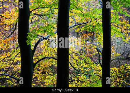 Beech Trees in Autumn at Strid Wood Yorkshire Dales National Park England Stock Photo