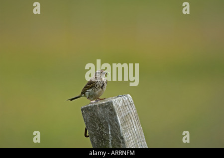 Meadow pipit (Anthus pratensis) adult with food Stock Photo