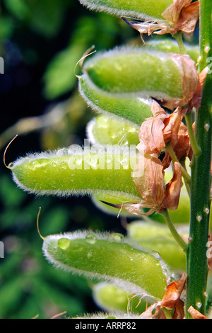 A close up furry seed pods on a lupine that appear after the flowers fade. Stock Photo