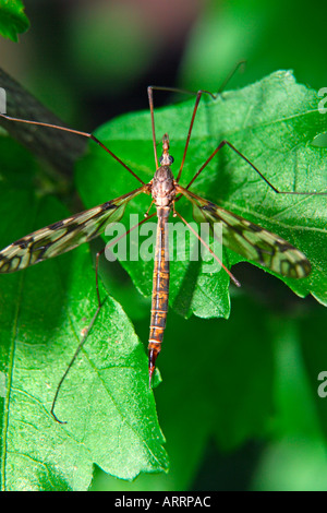 It's not a giant mosquito, it's an adult crane fly. Most people don't consider it a pest, unless it finds its way into the house Stock Photo