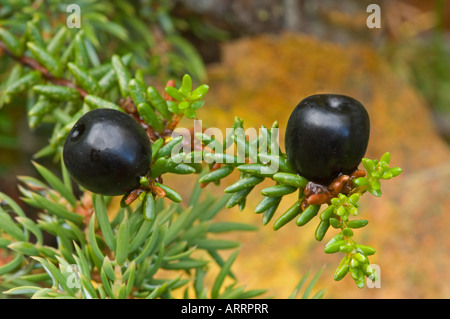 Crowberry (Empetrum nigrum) with berries Stock Photo