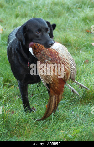 Black Labrador Retriever working dog carrying a pheasant Stock Photo