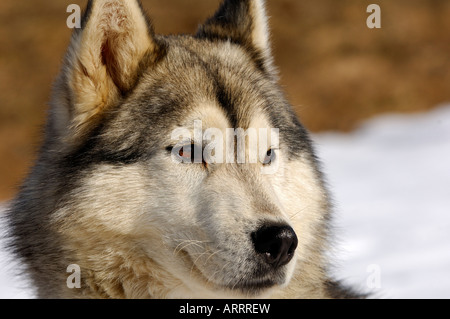 Siberian Husky sledge dog sled dog Stock Photo