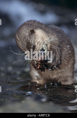 Asian Small Clawed Otter (Aonyx cinerea).  Captive Stock Photo