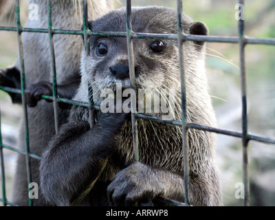 Otter in a cage waiting for food. Stock Photo