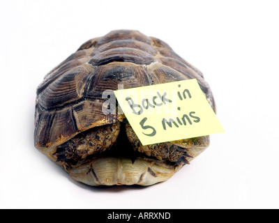 A tortoise that will be back in five minutes Stock Photo