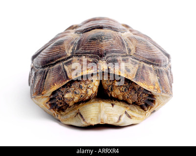 Tortoise With Head In Shell Stock Photo - Alamy