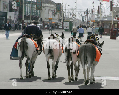 Donkeys returning home after working on the beach. Stock Photo