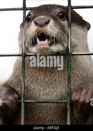 Caged otter waiting for food. Stock Photo