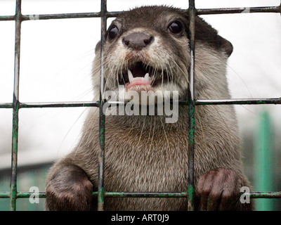 Caged otter waiting for food. Stock Photo