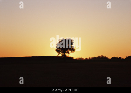 Tree in a field at sunset Stock Photo