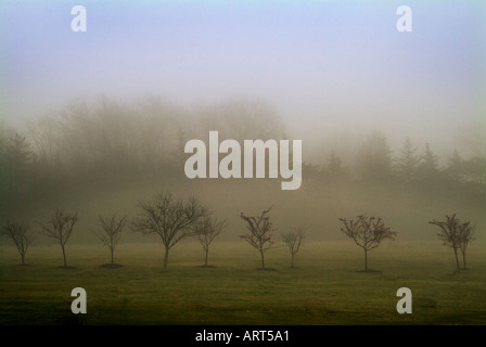 Trees In A Field On A Foggy Day Stock Photo