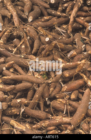 Cassava Roots, Indonesia Stock Photo