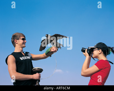 Western tourist taking pictures of a captured falcon, United Arab Emirates Stock Photo