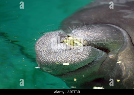 Manatee, Stock Photo