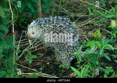 BRAZILIAN PORCUPINE (Coendou prehensilis) in brush, Pantanal, Mato Grosso, Brazil. Stock Photo