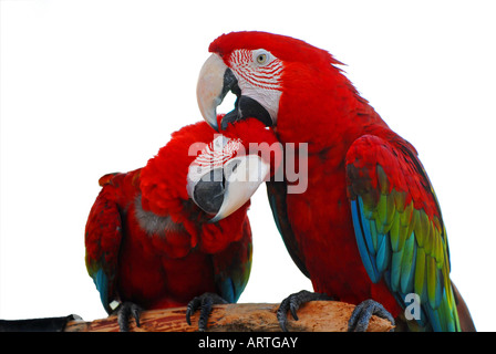 Two scarlet macaws Stock Photo