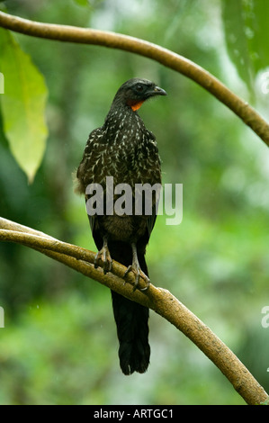 Dusky-legged Guan, (Penelope obscura)  Itatiaia National Park, Southeast Brazil. Stock Photo