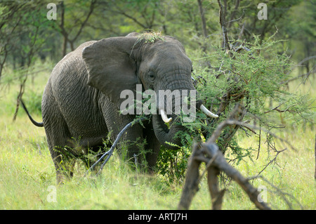 Elephant,a african elephant eats a bush,Serengeti,Tanzania Stock Photo