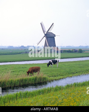 Graze in pasture of cows Windmill seen background North Holland Netherlands Stock Photo