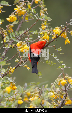 Iiwi (Vestiaria coccinea)A common nectar feeding Hawaiian honeycreeper found only in the high mountain forest of the main Hawaii Stock Photo