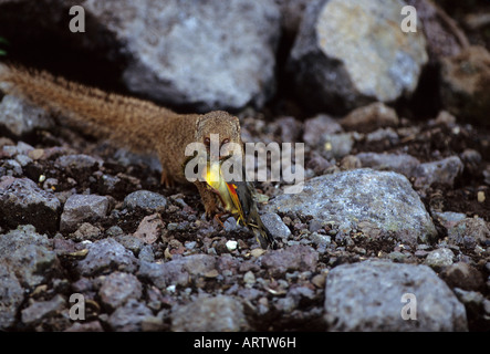 Small Indian Mongoose, (Herpestes auropunctatus) Introduced from India, a  predator on native birds. Stock Photo