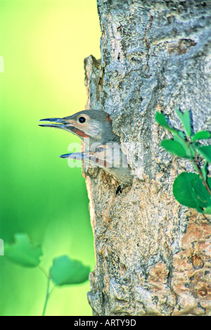 Two wild Northern Flicker Chicks Stock Photo