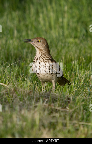Brown thrasher looking for insects Stock Photo
