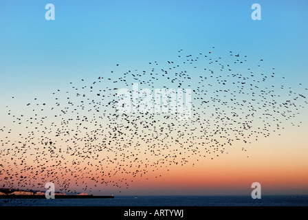 Starlings swarm over the sea Stock Photo