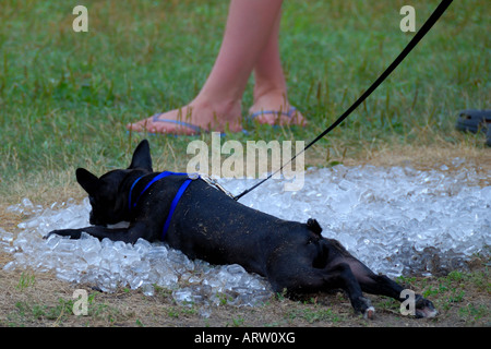 Dog on ice. Stock Photo