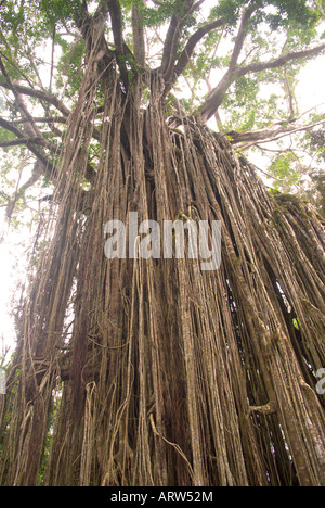 Curtain Tree Fig, Curtain Fig National Park, Queensland, Australia Stock Photo