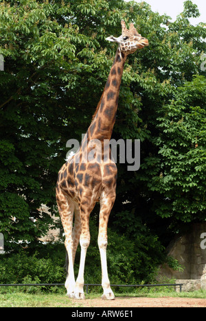 Giraffe in Edinburgh zoo standing full length with leafy green tree behind Stock Photo